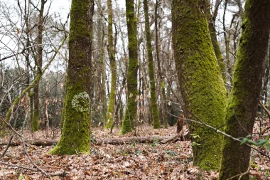 Etang de Paloumey   Mousse sur les arbres.
